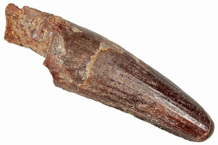 Fossil Spinosaurus Tooth - Real Dinosaur Tooth #350115